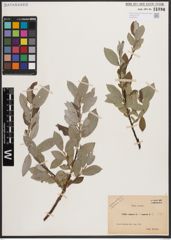 Foto von Salix caprea L. x Salix repens L.